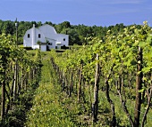 Das Weingut Taylor Wine Co. , Finger Lakes, New York, USA
