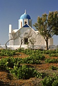 Weinreben vor einer Kirche auf Santorini, Griechenland