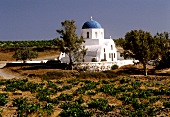 Kirche inmitten von Weinbergen auf Santorini, Griechenland