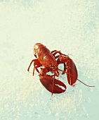 Cooked lobster on crushed ice