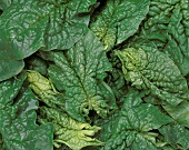 Several spinach leaves (close-up)