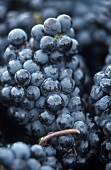 Cabernet-Sauvignon grapes from Pomerol, France 