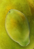 Grüne Papaya, Hintergrund: vergrösserte Papaya