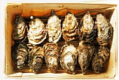 Mehrere Austern