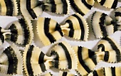 Black and white farfalle (filling the picture)