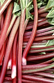 Rhubarb (filling the picture)