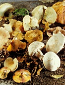 Meadow mushrooms and milkcaps