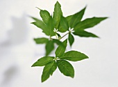 Leaves of Agnus castus (medicinal plant)