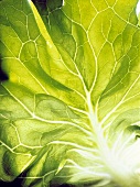 Lettuce Leaf Detail
