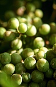 The Welschriesling grape produces a regular yield