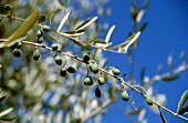 Green olives on the branch