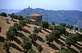 Olivenplantage im Cilento (Süditalien)
