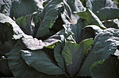 Red cabbage plants in open air