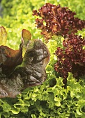 Fresh lettuces (filling the picture)