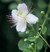 Caper plant with capers (pea-sized flower buds) & flowers 
