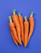 Carrots on blue background
