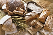 Stillleben mit mehreren Brotsorten und Brötchen