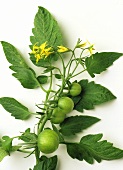 Green tomatoes on the vine with tomato flowers