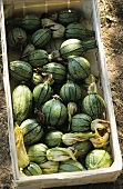 Round courgettes with flowers in a crate