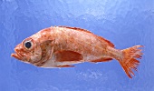 Redfish against blue background