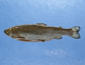 Salmon against blue background