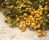 Australian kangaroo apples (Solanum laciniatum)