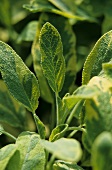 Sage with greenish yellow leaves