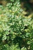 Chervil in garden