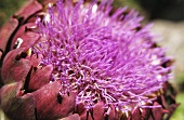 Flowering artichoke