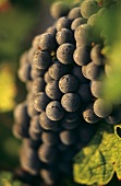 Cabernet-Sauvignon grapes in morning dew, Chateau Margaux