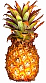 A Baby Pineapple