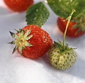 Ripe and unripe strawberries