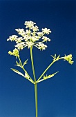 Skirret flowers 