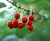 Ripe cherries on the tree