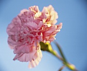 Pink carnation