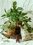 Still life with sage, sage flowers and herb bags