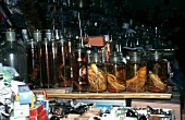 Snakes preserved in schnapps and ginseng (North East China)
