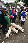 Live piglets at weekly market in Shaping (China)
