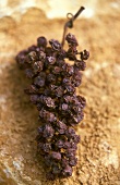 Vertrocknete Pinot Noir-Weintraube auf sandigem Boden