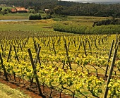 Vineyards of the renowned Piper's Brook Winery, Tasmania