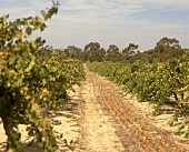 Path through vineyard, Kalimna, S. Australia
