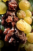 Dry Furmint grapes for Aszu (Tokay), Hungary