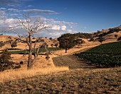 Weinberge und Landschaft um das Weingut Seppelt, Victoria