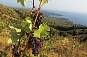Red grapes on the vine, Porto Carras, Calkidiki