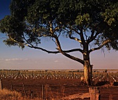 New Chardonnay vineyard at Heathcote, Victoria, Australia