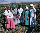 Harvest worker in Sonop vineyard, Paarl, S. Africa