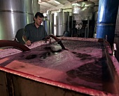 Pumping must into a fermentation tank, Trentham, Australia