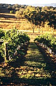 "Hill of Gold" vineyards in the Rosemount region, Australia
