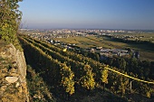 Vineyards near Turckheim, with a view of Colmar, Alsace 