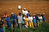 Arbeiter-Mannschaft auf dem Feld, Robertson, Südafrika